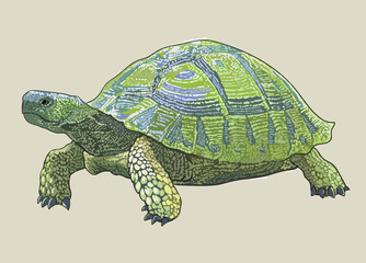 Britanian tortoise drawing, exotic, art.illustration, vector
