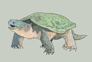 Common Snapping turtle drawing, predator, art.illustration, vector