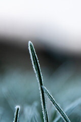 single blade of grass covered in frost