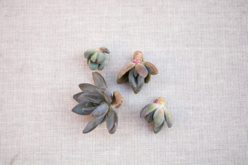 Propagating succulents and echeverias by plantlet removal. In the picture there's is the Echeveria haagai tolimanensis.
