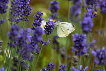 Butterfly on a lavender
