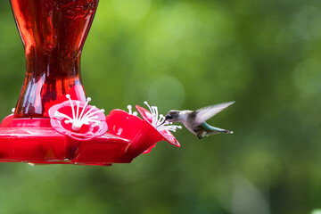 Hummingbird feeder
