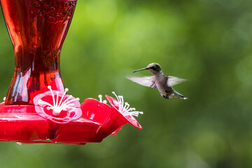 Hummingbird feeder