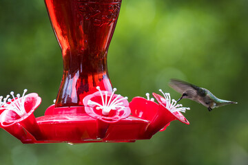 Hummingbird feeder