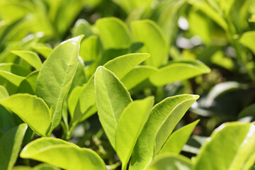 Green leaves natural background or tea plantation