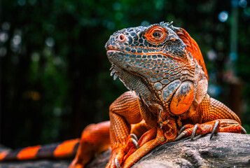 Close up beautiful red or orange color iguana, the iguana is looking aside, crawl on a bunch of wood, the background of blurred nature. - obrazy, fototapety, plakaty