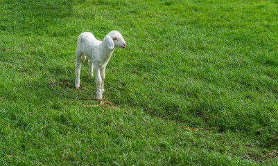 Obraz premium Full body of a cute little lamb standing on a beautiful green meadow, blank space for copy and design.