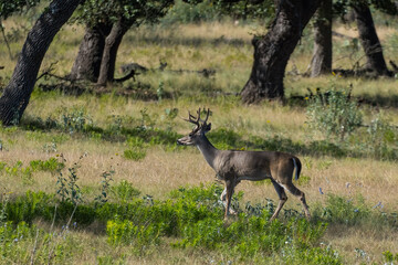 Texas deer