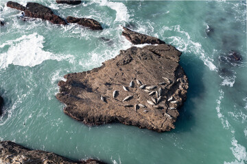 The cold Pacific Ocean washes onto the rugged coastline of Northern California where seals sun...
