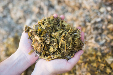 Hands holding bunch of pressed maize silage, fodder, livestock feed.