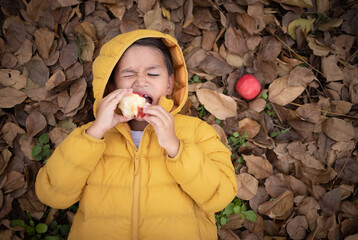 A cute boy in winter coat lying down on dry leaves and eat apples deliciously.