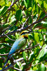 A rainbow Bee Eater