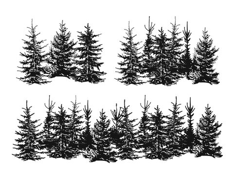 silhouettes of spruce. firtrees vector sketch. silhouette coniferous forest belt vector. tree line vector sketch. vector illustration. hand drawing. eps	

