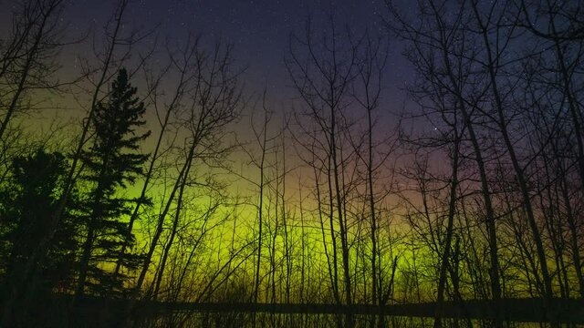 Multicolored Aurora in green, pink and blue fill a starry night sky behind a screen of trees and branches.
