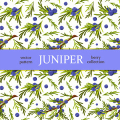 Seamless pattern, blue berries and juniper leaves
