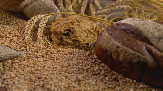 Wheat grains in bindle bag sack. Ears of grain stem of cereal plant. Harvest time activity landscape. Rural agriculture. Healthy food concept. Growing plant, cultivate crop. Dark rye-type bread