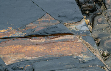 Wet rokcs with shells on low tide