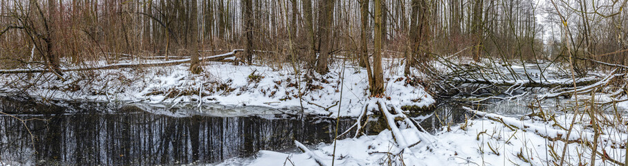 forest river with fallen trees trunks in water. panoramic view of snow-covered wetland in winter.