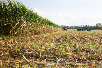 Agricultural machinery produces seasonal harvesting of maize in the field for livestock feed