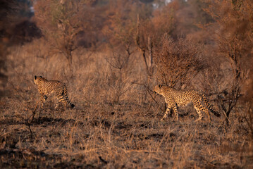 Two cheetah walking through the African wilderness at sunset.