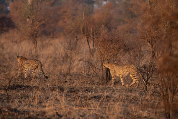 Medium shot of two cheetah in the African wilderness at sunset.