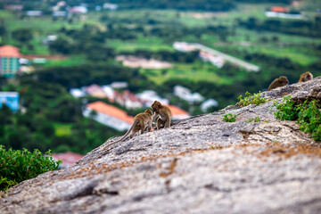 The background of monkeys, monkeys, food lovers, blurred backgrounds, which come from the swiftness of wildlife, often seen in mountains, zoos, or tourist attractions.