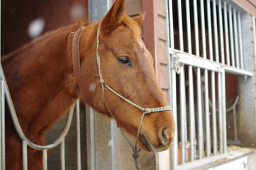 Fototapeta premium 馬のシーン