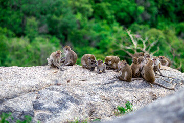 Obraz premium The background of monkeys, monkeys, food lovers, blurred backgrounds, which come from the swiftness of wildlife, often seen in mountains, zoos, or tourist attractions.