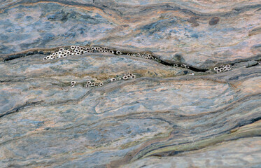 Wet rokcs with shells on low tide