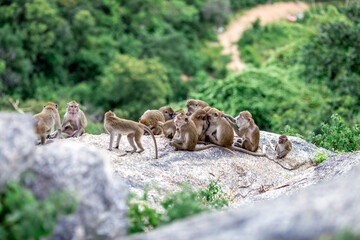 The background of monkeys, monkeys, food lovers, blurred backgrounds, which come from the swiftness of wildlife, often seen in mountains, zoos, or tourist attractions.