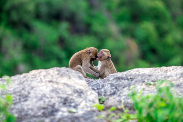 The background of monkeys, monkeys, food lovers, blurred backgrounds, which come from the swiftness of wildlife, often seen in mountains, zoos, or tourist attractions.