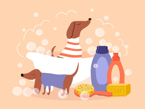 vector cute illustration - a dachshund dog sitting in a foam bath. bathing supplies for dog. trendy illustration in flat style on the theme of animal washing, grooming