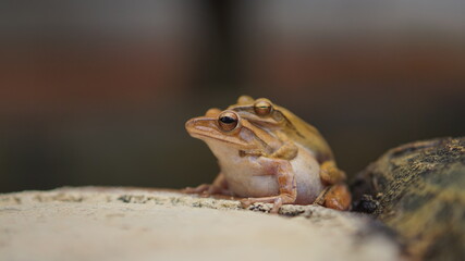 Mating a pair of yellow frogs on rock under a leaf