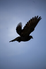 Paloma Volando
