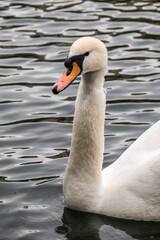 Portrait of a graceful white swan with long neck on dark water background.