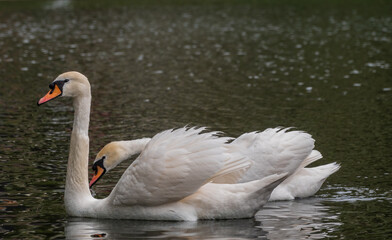 Fototapeta premium Two graceful white swans swim in the dark water.