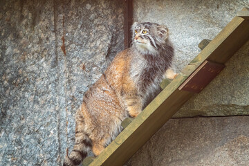 Wild cat manul or Pallas's cat, lat. Otocolobus manul, in the zoo © Dmitrii Potashkin