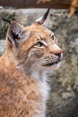 Portrait of The Eurasian lynx close-up, lat. Lynx lynx