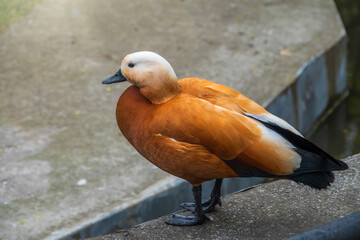 Ruddy shelduck Tadorna ferruginea stands on stone pavement