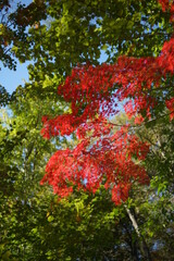 紅葉
