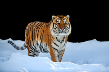 Fototapeta na wymiar Adult Tiger in snow isolated on black background