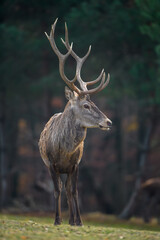 Red deer in autumn forest. Animal in nature habitat. Big mammal. Wildlife scene