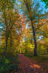 Naklejka premium Beautiful autumn forest in the sunny day