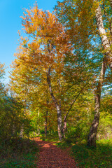 Beautiful autumn forest in the sunny day
