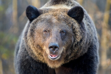 Portrait brown bear, Ursus arctos. Dangerous animal in natural habitat