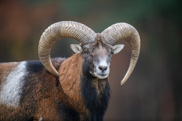 Big mouflon animal. Ovis gmelini, forest horned animal in nature habitat - obrazy, fototapety, plakaty