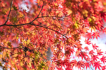 恥ずかし気な紅葉