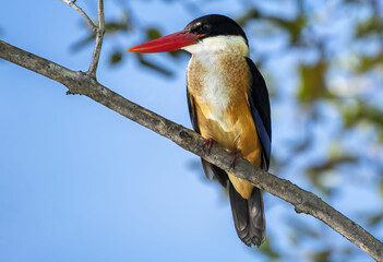 The black-capped kingfisher perching on tree branch , Thailand