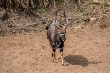 A nyala bull facing forward to camera and standing in brown sand. 