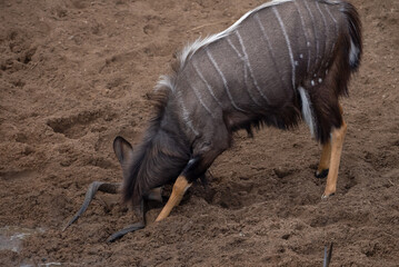 An nyala bull antelope lowering its head to gouge horns in the mud to show male dominance.